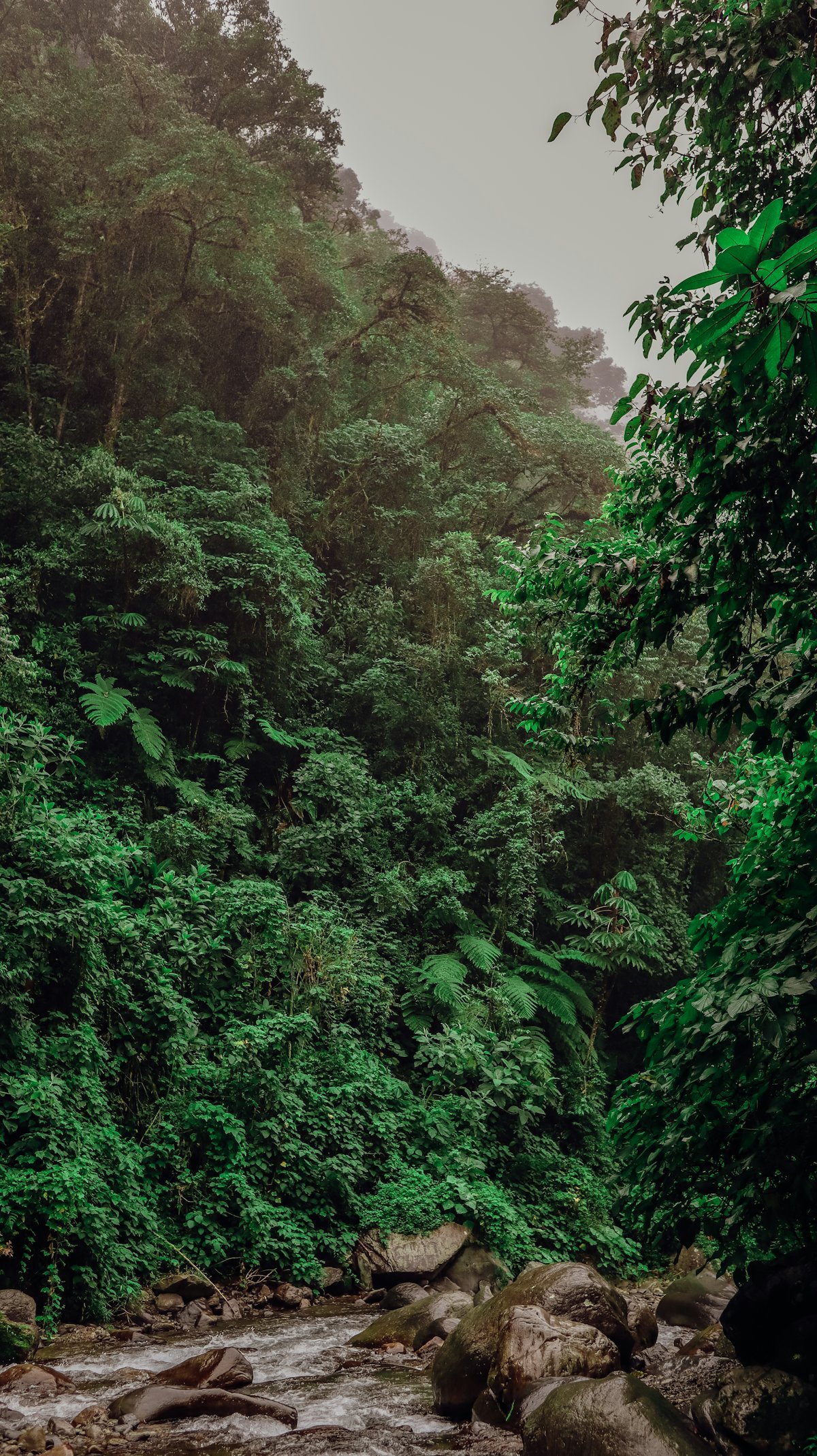 Bosque y río en Incachaca, Bolivia